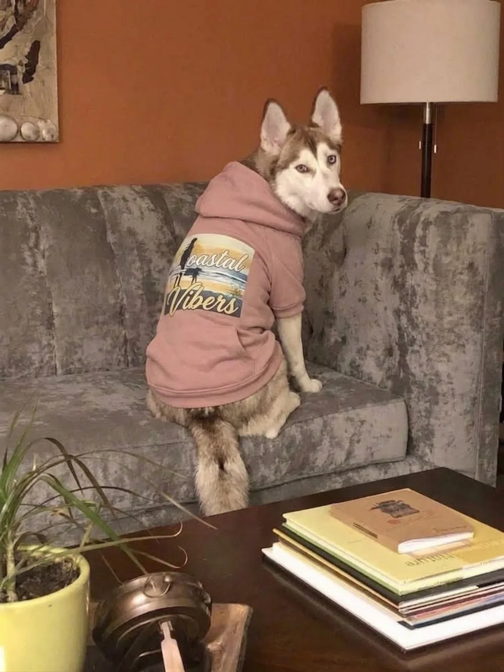 Ready Pink Graphic Dog Hoodie